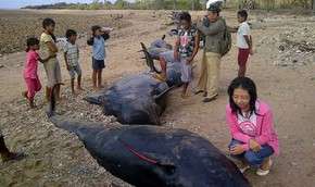 На берег Индонезии выбросило китов. Фото: AFP