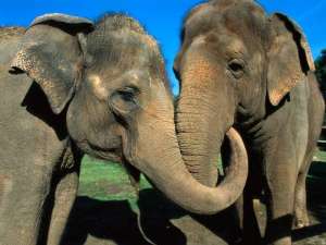 Слон и слониха. Фото: http://www.16x10.ru