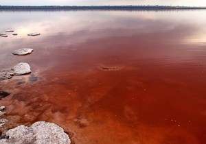 Одесские экологи рассказали, почему стала красной вода в Куяльницком лимане, и как его спасти. Фото: http://telegraf.by