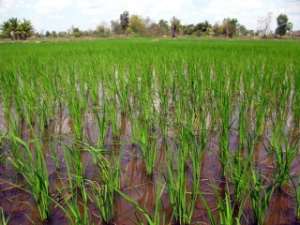 Рисовые плантации в Таиланде. Фото: http://www.indostan.ru