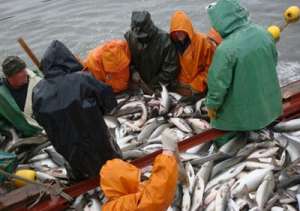Ловля лосося. Фото: http://east-fishery.ru