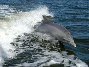 Дельфин-афалина. Фото NASA
