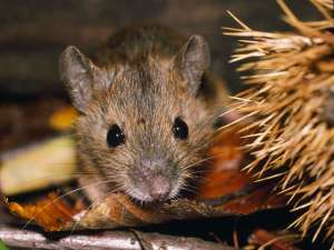 Ранее ученые уже установили, что мыши входят в число поющих млекопитающих и что самцы при соблазнении своих подруг распевают &quot;мышиные серенады&quot;. Фото: http://www.globallookpress.com/