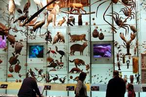 К вопросу о биоразнообразии: экспозиция Американского музея естественной истории (фото Dan McKay).