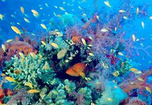 Морское биоразнообразие. Фото: http://ecos.org.ua