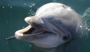 Ученые: дельфины могут не спать до 15 суток. Фото с сайта &quot;Голос России&quot;