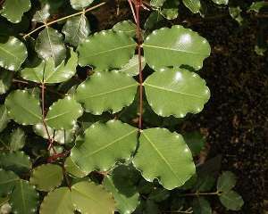 Сочные листья рожкового дерева (фото Frank Vincentz / Wikimedia).