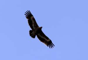 Степной орел. Фото: http://www.altai-photo.ru