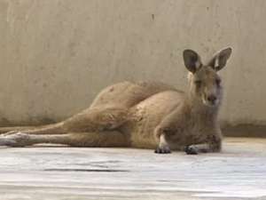 В австралийском аэропорту поймали кенгуру. Кадр ABC News