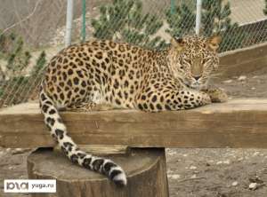 Минприроды сформирует на Северном Кавказе популяцию леопардов через 10-15 лет. Фото: ЮГА.ру