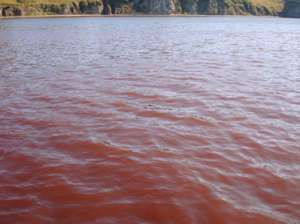 Воды Авачинской бухты на Камчатке окрасились в кроваво-красный цвет. Фото: http://earth-chronicles.ru