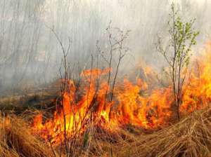 Лесные пожары в Туве. Фото: http://localfeeds.ru