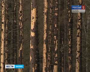 Хвойным лесам Калужской области грозит полное уничтожение. Фото: Вести.Ru