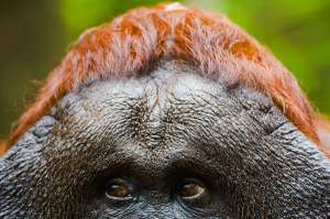 Лишь человекообразные приматы приобрели в ходе эволюции истинно «дневные» глаза. (Фото Jami Tarris / Corbis).