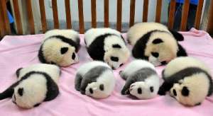 Первая групповая фотография семи маленьких панд из Ченду. Фото: Наука и Жизнь