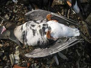 Птицы в Оренбуржье могли погибнуть от сброса реагентов на заводе. Фото: http://bezformata.ru