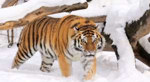Амурский тигр. Фото: http://rgo.ru