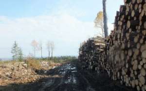 Холдинг «Инвестлеспром» остановил лесозаготовки в Заонежье. Фото: http://lesvesti.ru