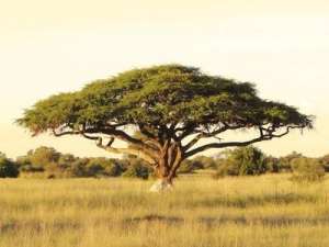 Дерево акации в африканской саванне. Фото: http://sciencedaily.com
