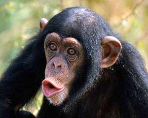Шимпанзе. Фото: http://science.compulenta.ru