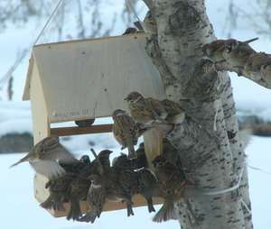 Покормите птиц зимой! Фото: Болоньский заповедник