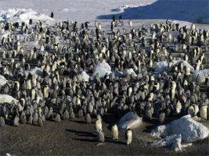 Первая обнаруженная колония пингвинов. Фото: http://sciencedaily.com