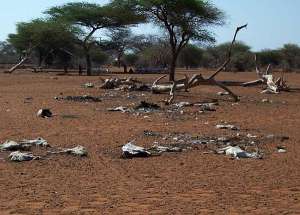 Сомали, 2006 год: ничего не растёт, всё умирает. (Фото Famine Early Warning Systems Network / USGS.)