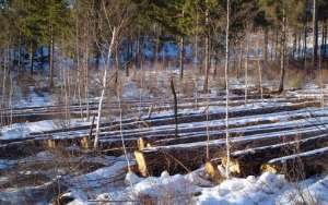 Ущерб от деятельности «черных лесорубов» оценивается более чем в 580 тысяч рублей. Фото: 