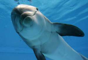 Дельфин. Фото: http://www.oceanology.ru