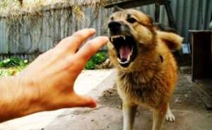 Стая диких собак терроризирует целый микрорайон во Владивостоке. Фото: Дейта.Ru