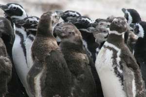 Группа молодых магеллановых пингвинов