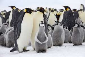 Императорские пингвины и их птенцы. Фото: http://bigpicture.ru