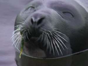 Запрет на промысел тюленей хотят отменить. Фото: Вести.Ru