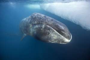 Гренландский кит. Фото: http://www.oceanology.ru/