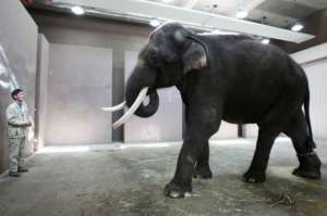 Борьба слонов за власть ввергла в хаос зоопарк в Голландии. Фото: Вести.Ru
