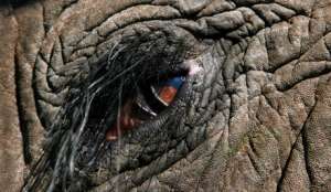 Глаз слона. Фото EPA с сайта &quot;Голос России&quot;