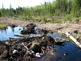 Нарушение лесного законодательства в Ленинградской области - сплошной рубкой вырублена водоохранная зона ручья, русло перекрыто волоком. Сейчас за такое нарушение лесопользователь может быть наказан, поэтому оно встречается не слишком часто. С принятием предлагаемых поправок в Лесной кодекс такая картина может стать обычной. Фото: WWF 