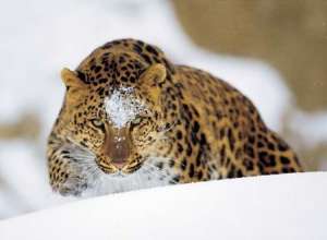 Дальневосточный леопард. Фото: http://newsline25.ru