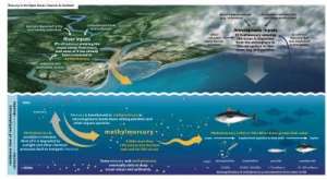 Схема распространения ртути в Океане. Фото: http://www.sciencedaily.com