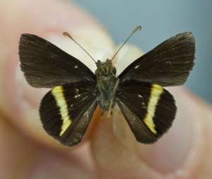 Уоррен и соавторы описали новый род и вид бабочки шкипера Troyus turneri. Фото: Флорида, Музей естественной истории