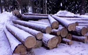 В Департаменте лесного хозяйства по ПФО подвели итоги борьбы с незаконными рубками в уходящем году. Фото: http://lesvesti.ru