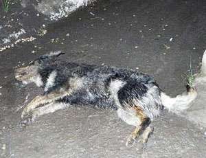 В Нижнем Тагиле ловят собаку с трубой на шее – животное пытались замучить. Фото: Новый Регион