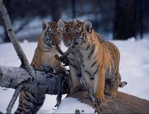 Осиротевшие тигрята. Фото: http://volga-tv.ru