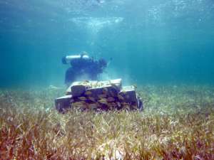 Якоб Аллгейер изучает рифы в водах острова Абако (Багамские острова, 2012 г). Фото: Университет Джорджии