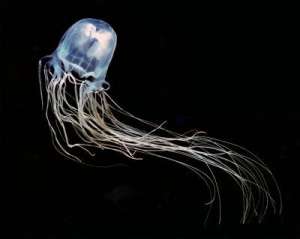 Австралийская медуза. Фото: http://sciencedaily.com