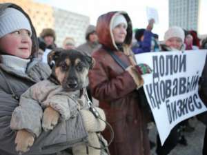 В Архангельске прошёл митинг в защиту бездомных животных. Фото: http://dvinainform.ru