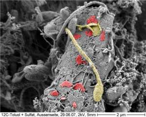 Электронный микроскоп позволяет разглядеть растущую бактерию, которая питается разлагающимися злаками. Фото с сайта www.sciencedaily.com