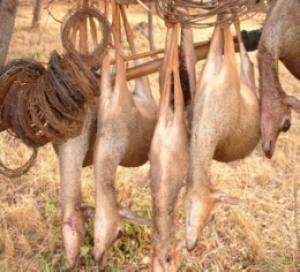 Антилоп убивают незаконно. (Фото: Стелла Битани)