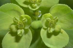 Листовой молочай (Euphorbia esula). Фото: http://oazis-cvetov.ru