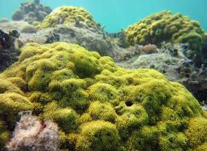 Коралл из рода Porites (фото Louis Wray / Creative Commons).